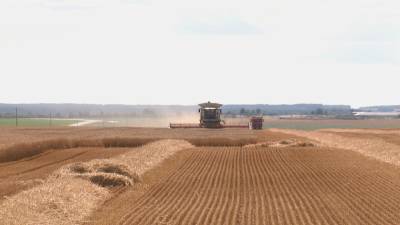 Массовая уборка зерновых набирает темп