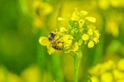 В Кузбассе гибнут пчелы на пасеках