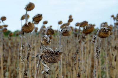 Ученые предсказали засуху и гибель урожая в 5 регионах России