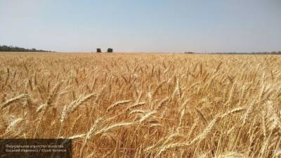 Ученые прогнозируют гибель урожая в пяти регионах РФ из-за засухи