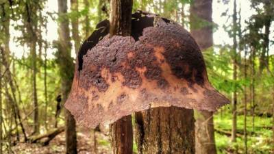 В лесу под Выборгом обнаружены артефакты времен советско-финской войны
