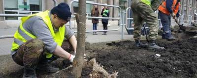 В Челябинске нашли и наказали вандалов, виновных в гибели деревьев