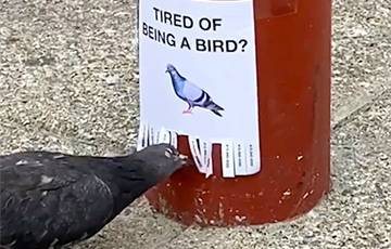 Видеохит: Голубям из Сан-Франциско надоело быть птицами