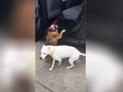 Два неуклюжих пса пытались забраться в автомобиль и рассмешили Сеть