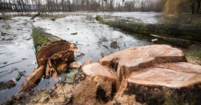 В Озёрском районе мужчина незаконно спилил десять деревьев