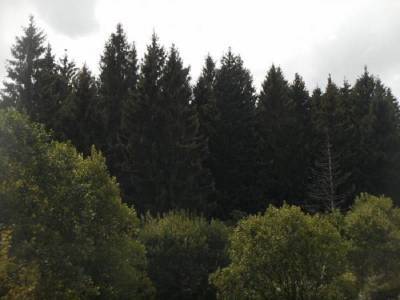 В Смоленске сохранят лесной массив в Пасово