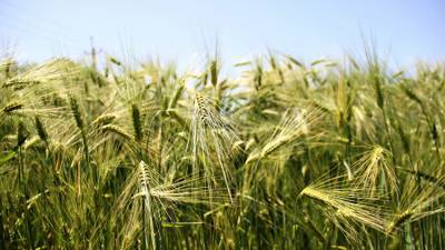 Крымские аграрии отметили снижение урожайности-2020 в несколько раз