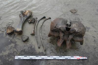В одном из озёр на севере Ямала в иле погребён скелет мамонта, - учёные