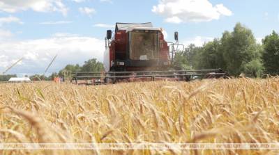 Массовую уборку зерна аграрии Витебской области начнут в начале августа
