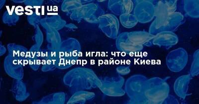 Медузы и рыба игла: что еще скрывает Днепр в районе Киева