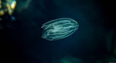 Медузы в Днепре: в реке находят рыбу-иглу и других "морских обитателей"