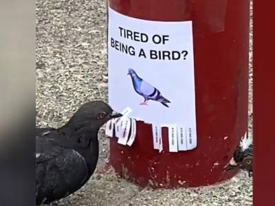«Надоело быть птицей?»: Пранк с голубями набирает популярность в Сети