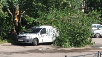 На Передовиков второй раз за неделю на припаркованные машины упало дерево
