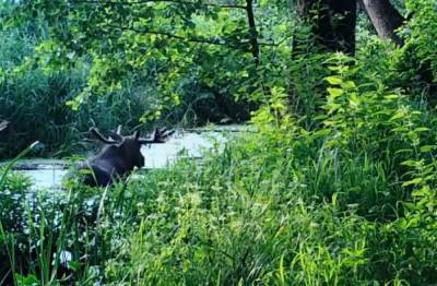 В Воронежском заповеднике сняли на видео лося, прячущегося от насекомых в реке - moe-online.ru