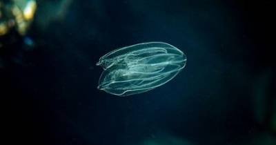 В Днепре поселилась медуза из Южной Америки