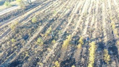 Лесной пожар в Луганской области, вызванный обстрелами оккупантов, ликвидирован, - ГСЧС