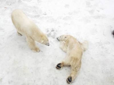 Ученые: Белые медведи вымрут от голода через несколько десятков лет
