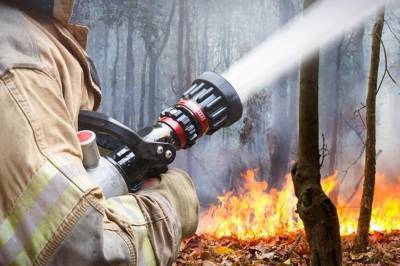 В Воронежской области совершили молебен против лесных пожаров