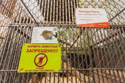 Ребёнок, укушенный соболем в зоопарке Читы, тыкал палкой в клетку