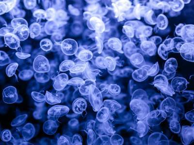 В Днепровских водохранилищах появились медузы – Украинская ассоциация рыбаков