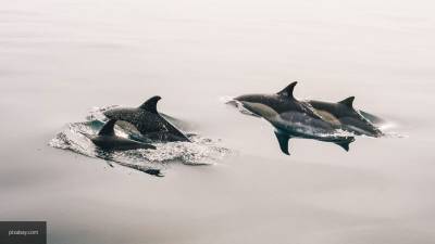 Зоозащитник Балабаджян: в Японии настоящий геноцид китов и дельфинов