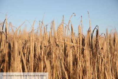 Американские фермеры понесут миллиардные убытки из-за российской пшеницы в Бразилии