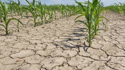 Засуха в Краснодарском крае угрожает потерей урожая риса
