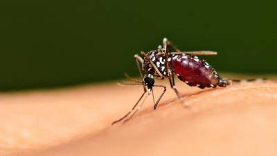 Ученые объяснили появление нацеленных на человека видов комаров