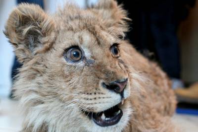 Спасенного львенка Симбу из Дагестана после выздоровления отправят в Танзанию
