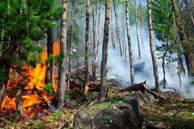 Россия за полгода потратила более четырех миллиардов рублей на сохранение лесов