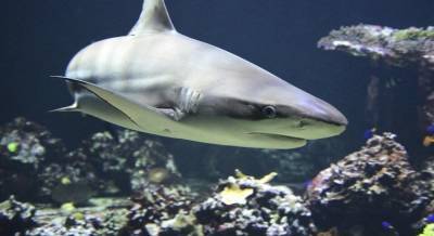 Исследование показало исчезновение акул из нескольких коралловых рифов