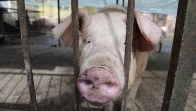 В двух районах Псковской области ввели карантин из-за чумы свиней
