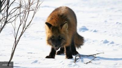 Ученые обнаружили, что лисы подъедают за человеком уже 42 000 лет