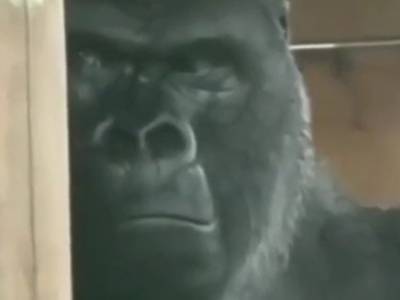 Обиженная горилла рассмешила Сеть своим «лицом»