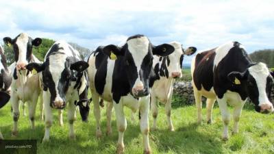 Власти Австрии призывают туристов избегать стада коров