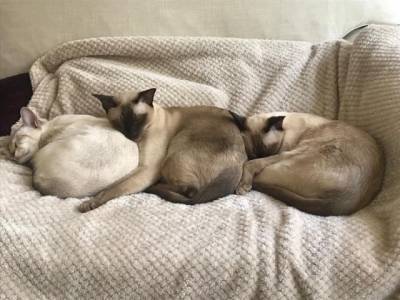 В сети появились фото спящих кошек, которые не оставят равнодушными никого