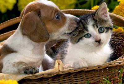Обнаружены антитела к коронавирусу у собак и кошек