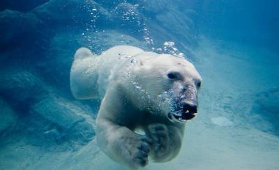 Süddeutsche Zeitung (Германия): Арктика без белых медведей