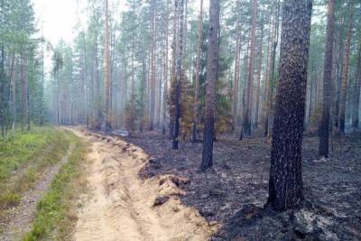 Безответственность людей привела к лесному пожару в Карелии