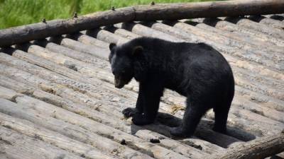 Калининградский зоопарк за одну ночь потерял сразу четырех животных