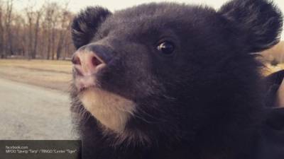 Видео с крадущим мед медведем в Приморье набирает популярность на YouTube