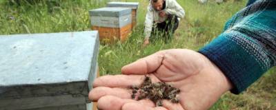 Кузбасская полиция проводит проверку по факту массовой гибели медоносных пчел