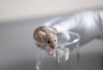 Ученые из Сибири планируют использовать трансгенных мышей для борьбы с коронавирусом