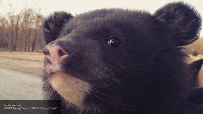 Нагло ворующий мед медведь попался в фотоловушку приморского нацпарка