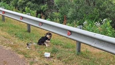 В Башкирии одинокая собачка больше месяца ждёт хозяев на трассе