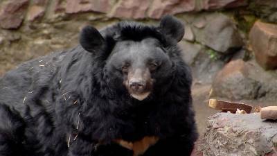В Приморье крадущий мед из улья медведь попал на видео