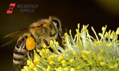 В Кузбассе массово гибнут пчелы