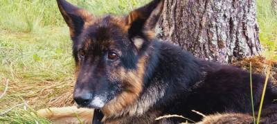 Собака в Карелии третьи сутки ждет на озере хозяина