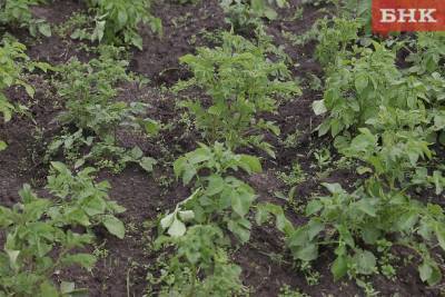 В Коми сократились посевные площади картофеля и овощей