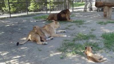 Барнаульский зоопарк готов показать маленьких тигрят и львят
